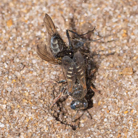 Oxybelus uniglumis and prey.jpg